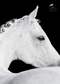 Horse In California photographed with a black background