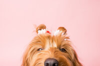 sacramento-dog-portrait-2
