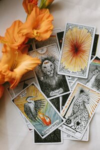 An orange gladiolus and tarot cards from the Wild Unknown deck set against a white background.