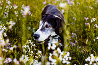 pet photographer, dog photoshoot, dog photography, dog photographer, cat photography, pet photography near me, family photo with dog, pet portraits, cat photographer, cat photoshoot, dog photographer near me, pet photographer near me, a dog photoshoot, pet photography, dog pictures, pictures of puppys, cute dog pictures, dog photo, sacramento pet photographer, san francisco pet photographer