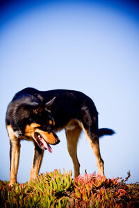 pet photographer, dog photoshoot, dog photography, dog photographer, cat photography, pet photography near me, family photo with dog, pet portraits, cat photographer, cat photoshoot, dog photographer near me, pet photographer near me, a dog photoshoot, pet photography, dog pictures, pictures of puppys, cute dog pictures, dog photo, sacramento pet photographer, san francisco pet photographer