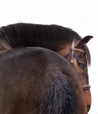 White Background Equine Portraits