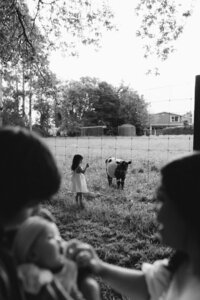 Family session with cows in Christchurch