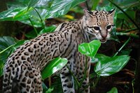 belize-7677975_1280