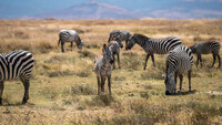 10 Day Tanzania Itinerary Ngorongoro (2)