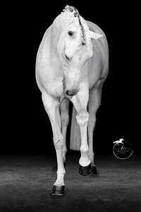 Horse In California photographed with a black background
