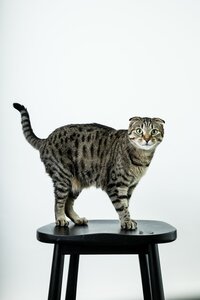sacramento best cat photographer_130