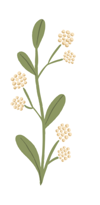 Florida Social Butterfly  Yellow Vine Flower icon