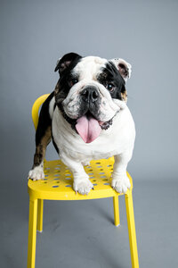 sacramento-pet-photography-studio-23