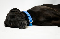 sacramento-dog-portrait-49
