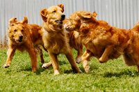 sacramento pet photographer, pet photographer sacramento, pet photos, pet photography, san francisco pet photos, pet photo sessions, pet photographer, pet photos sacramento, pet photos san francisco, family pet photos, family pet photo sessions