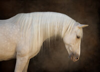Horse In California photographed with a black background