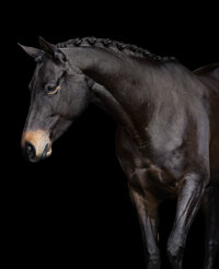 Horse In California photographed with a black background