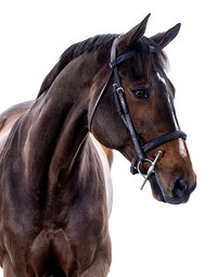 Fine art equine portrait take at horse shows in California Kendra Evans Photography