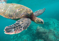 Majestic sea turtle gliding through crystal-clear waters, perfect for luxury snorkeling and marine adventures.