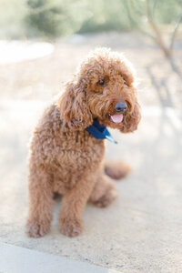 Los Angeles Wedding Photographer- Izabel Cortez Photo- Anabel Family Mini-55
