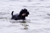 sacramento_dog_photographer_0884