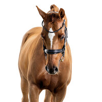 Fine art equine portrait take at horse shows in California Kendra Evans Photography