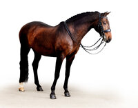 Fine art equine portrait take at horse shows in California Kendra Evans Photography