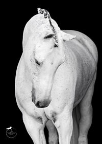 Horse In California photographed with a black background