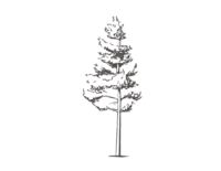 Small pine tree icon sketch by Payton Rademacher