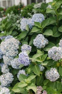 Blue hydrangeas on Nantucket Island.