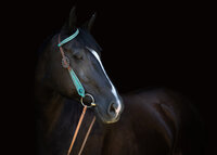 Senior-Portraits-Wallingford-CT-6