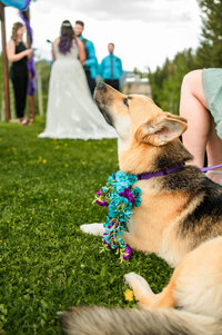 Jackson Hole photographers capture dog during jackson hole elopement