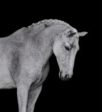 Horse In California photographed with a black background