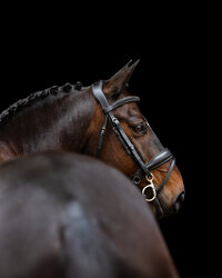 Horse In California photographed with a black background