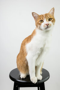 sacramento-cat-portrait-05