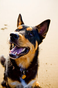 pet photographer, dog photoshoot, dog photography, dog photographer, cat photography, pet photography near me, family photo with dog, pet portraits, cat photographer, cat photoshoot, dog photographer near me, pet photographer near me, a dog photoshoot, pet photography, dog pictures, pictures of puppys, cute dog pictures, dog photo, sacramento pet photographer, san francisco pet photographer