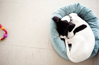sacramento pet photographer, pet photographer sacramento, pet photos, pet photography, san francisco pet photos, pet photo sessions, pet photographer, pet photos sacramento, pet photos san francisco, family pet photos, family pet photo sessions