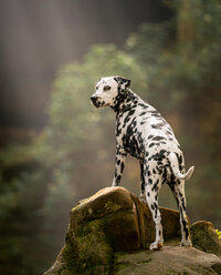 Black and White Dalmatian dog standing on a rock in Ferne Clyffe State Park with sun rays behind them