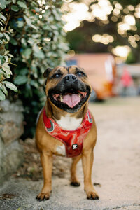 A female red Staffordshire Bull Terrier with a big smile and her tongue sticking out.