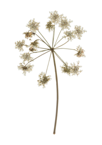 graphic of a white flower