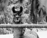 23-bob-wolfe-altered-images_53460005989_o