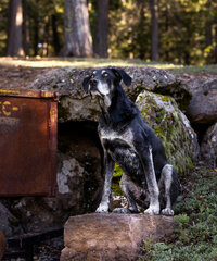 Kendra_Evans_Canine _Photography2025 (3)