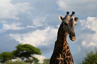 Giraffe