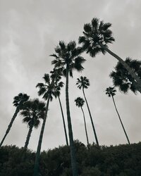 Belleza Sol - Palm IG (1)