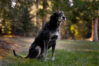 Kendra_Evans_Canine _Photography2025 (1)