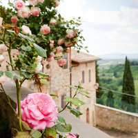 square_sangimrose