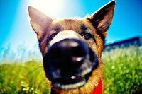 sacramento pet photographer, pet photographer sacramento, pet photos, pet photography, san francisco pet photos, pet photo sessions, pet photographer, pet photos sacramento, pet photos san francisco, family pet photos, family pet photo sessions