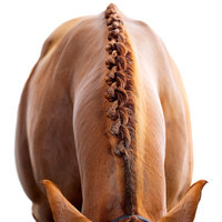 Fine art equine portrait take at horse shows in California Kendra Evans Photography