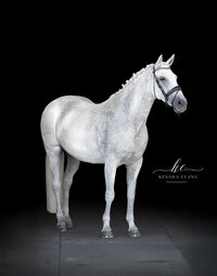 Horse In California photographed with a black background
