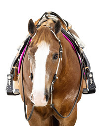 White Background Equine Portraits