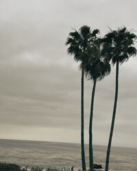 Belleza Sol - Palm IG (2)