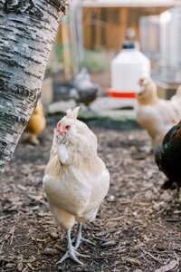 Chickens in their coop