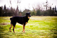 sacramento pet photographer, pet photographer sacramento, pet photos, pet photography, san francisco pet photos, pet photo sessions, pet photographer, pet photos sacramento, pet photos san francisco, family pet photos, family pet photo sessions