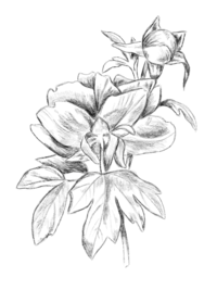 Floral-Drawing-1